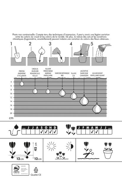Bulbes à fleurs à planter à l'automne - Tulipe Antartica (x8) - MEDIA_PACKAGING_VERSO